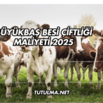 Büyükbaş Besi Çiftliği Maliyeti 2025