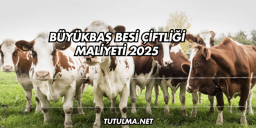 Büyükbaş Besi Çiftliği Maliyeti 2025