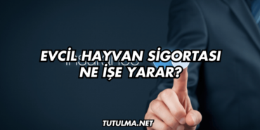 Evcil Hayvan Sigortası Ne İşe Yarar?