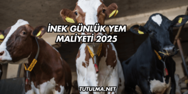 İnek Günlük Yem Maliyeti 2025