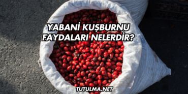 Yabani Kuşburnu Faydaları Nelerdir?